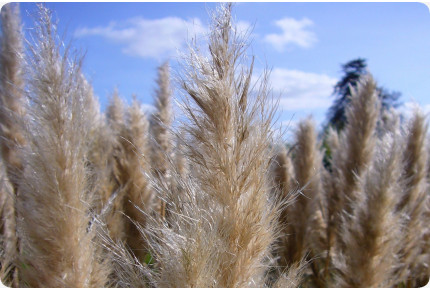 Amerikanisches Pampasgras